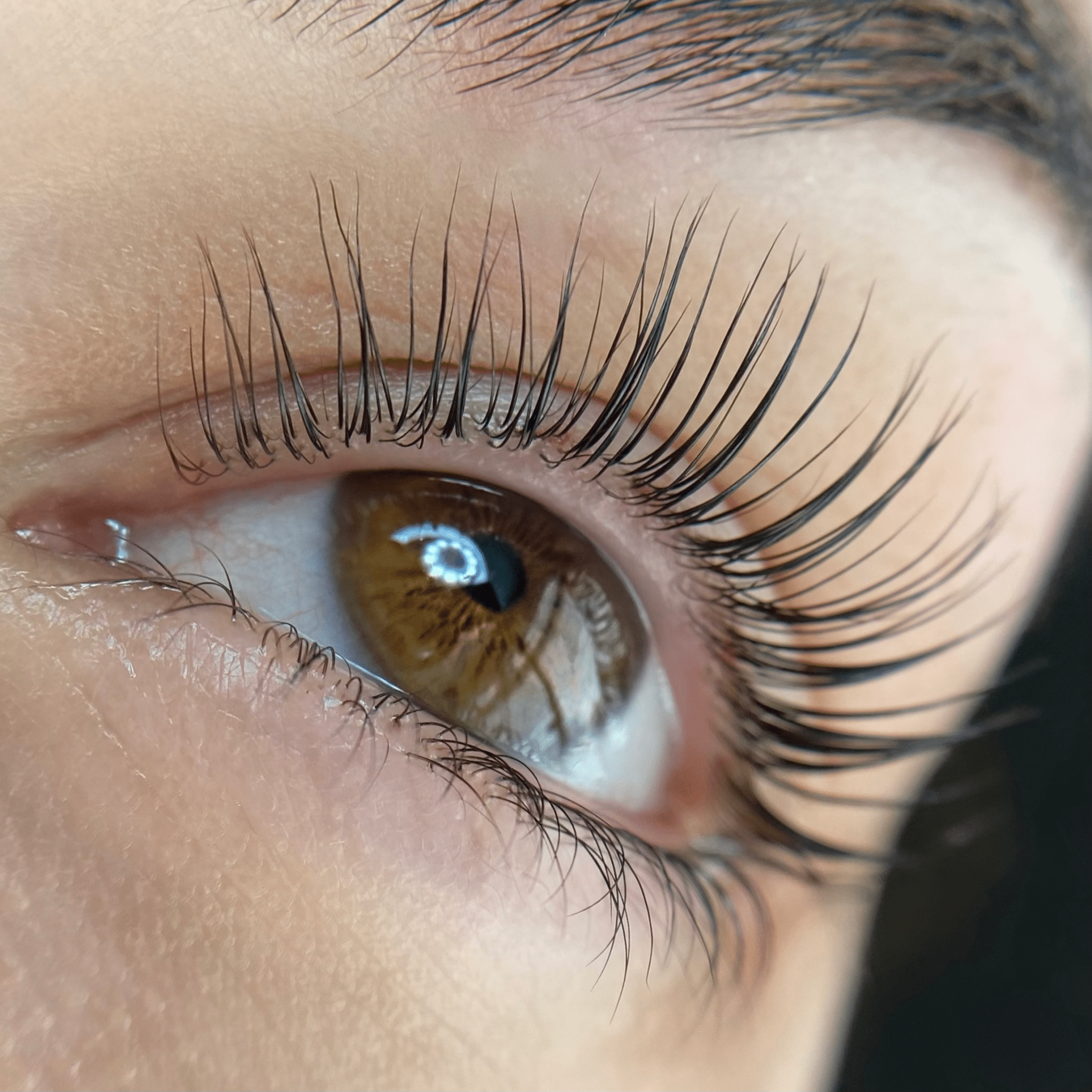 Elleeplex Profusion lash lamination training course starter kit with lotion sachets, silicone shields, and ReGEN Next Gen conditioning solution.